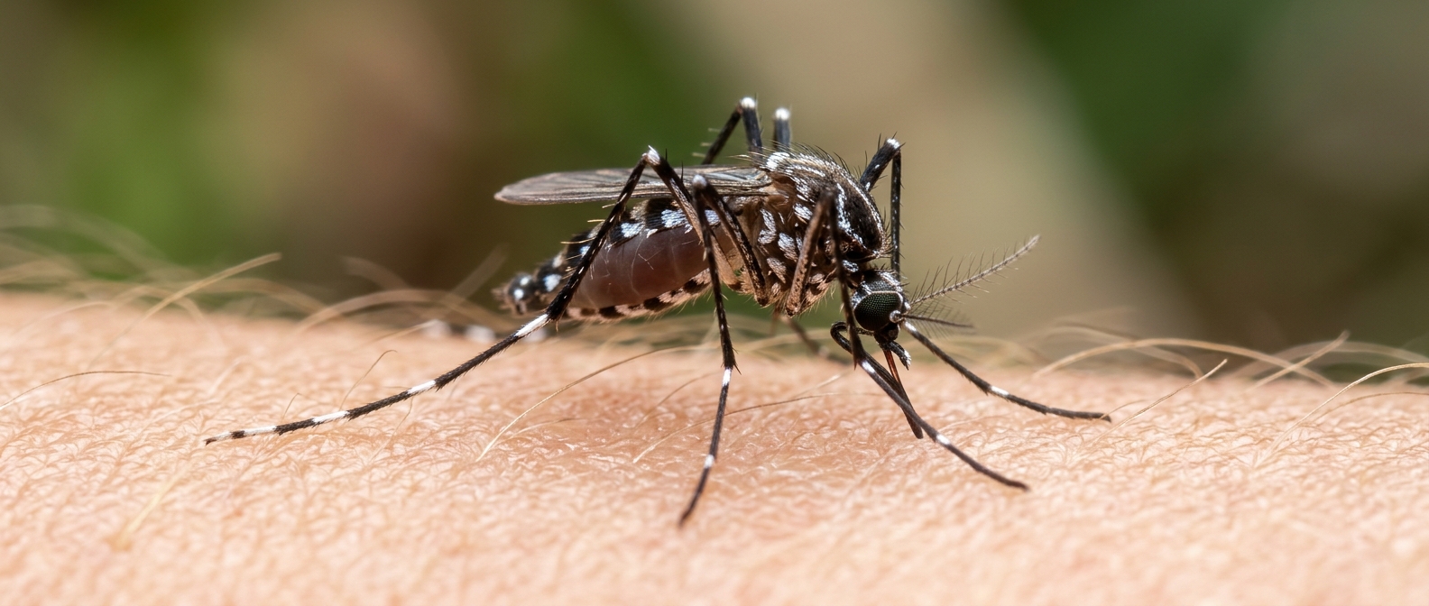 Close-up of an Aedes mosquito on skin, the daytime-biting species that transmits yellow fever.